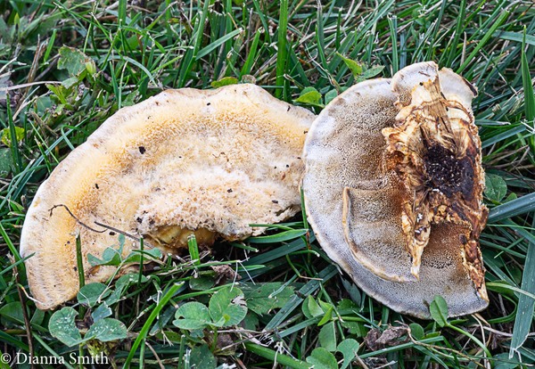 Inonotus radiatus 04316