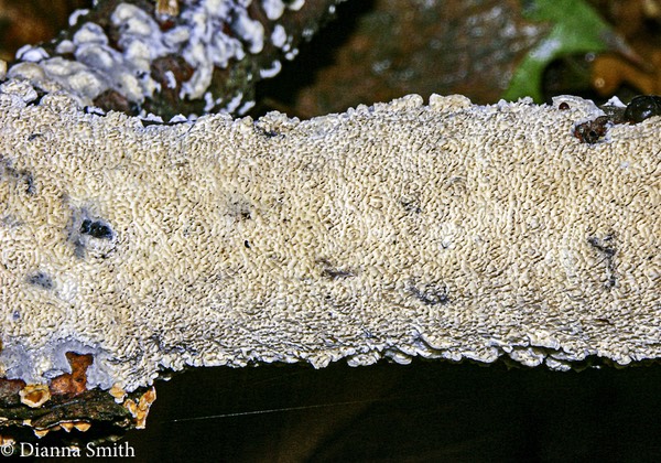 Irpex lacteus ? 4432