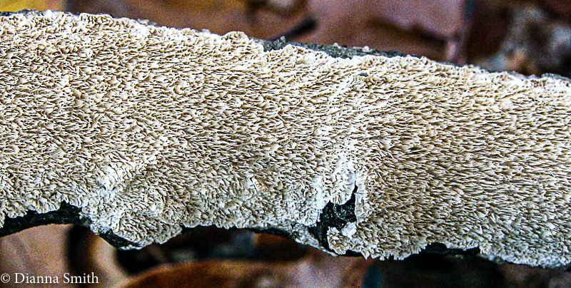 Irpex lacteus 9684