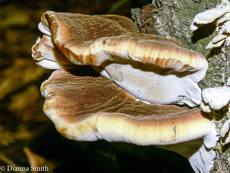 Ischnoderma resinosum5121