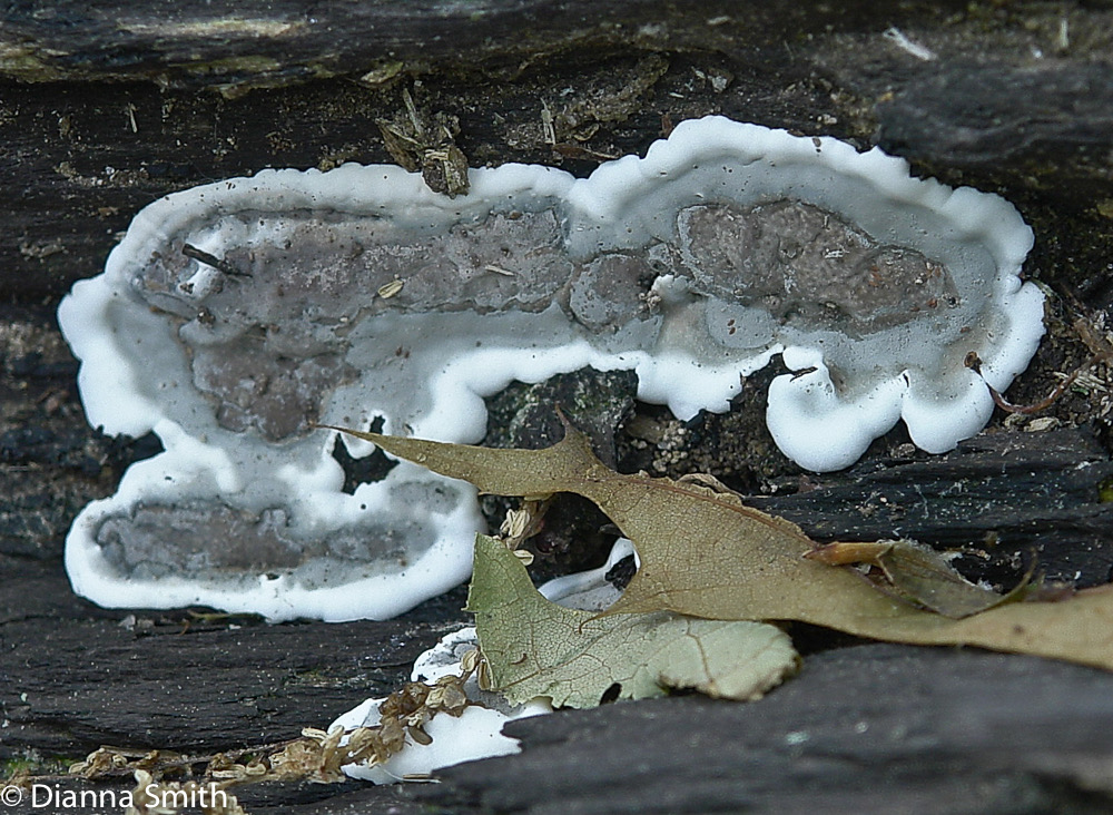 Kretzschmaria deusta (Ustilina deusta)7363
