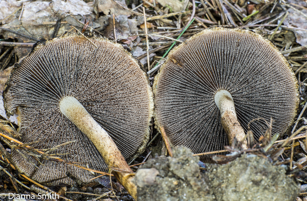 Lacrymaria velutina (Psathyrella velutina)00410