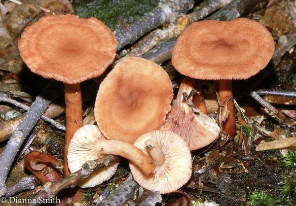 Lactarius areolatus  hairy red-brown cap, stem and cream gills 2058