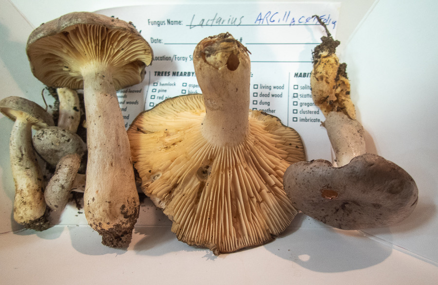 Lactarius argillaceifolius 9080807