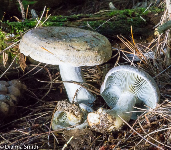 Lactarius chelidonium 01381