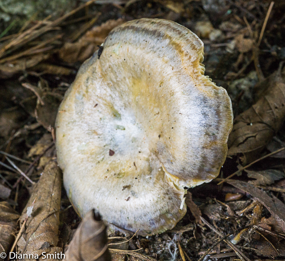 Lactarius chelidonium (Cledine Milky) 04788