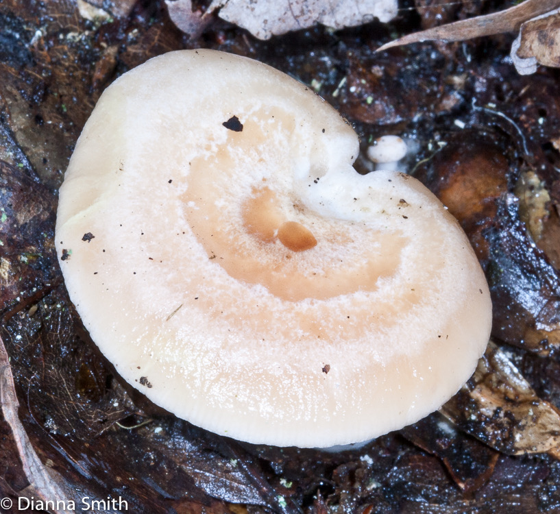Lactarius chrysorrheus9610