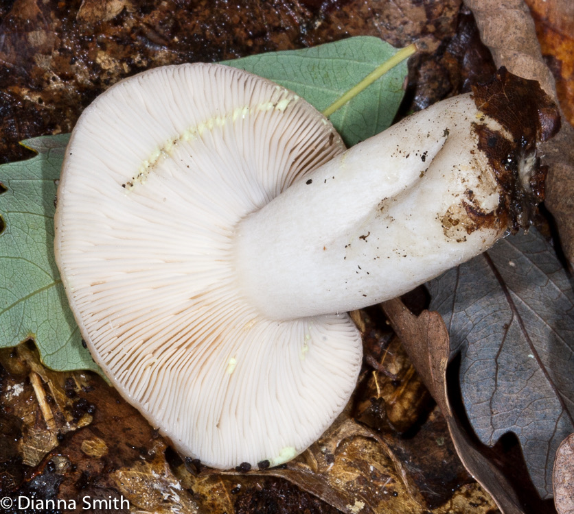 Lactarius chrysorrheus9612