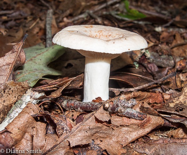 Lactarius chrysorrheus 9877