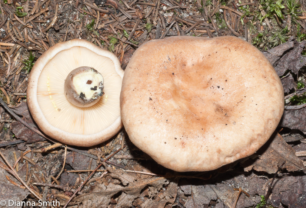 Lactarius chrysorrheus03374