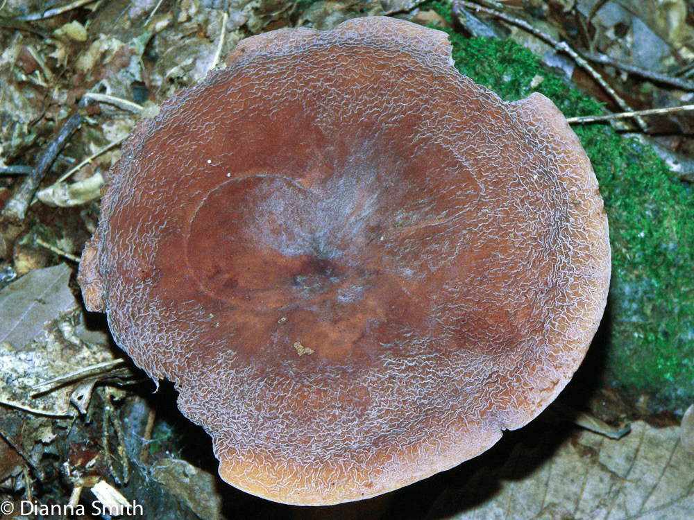 Lactifluus corrugis2328