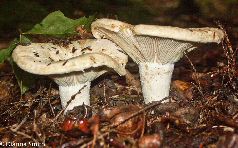 Lactarius deceptivus0009-1