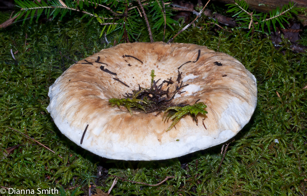 Lactarius deceptivus02176