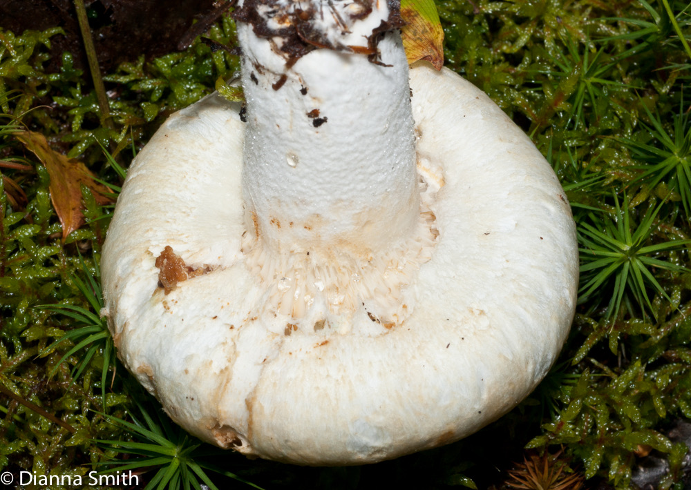 Lactarius deceptivus02181