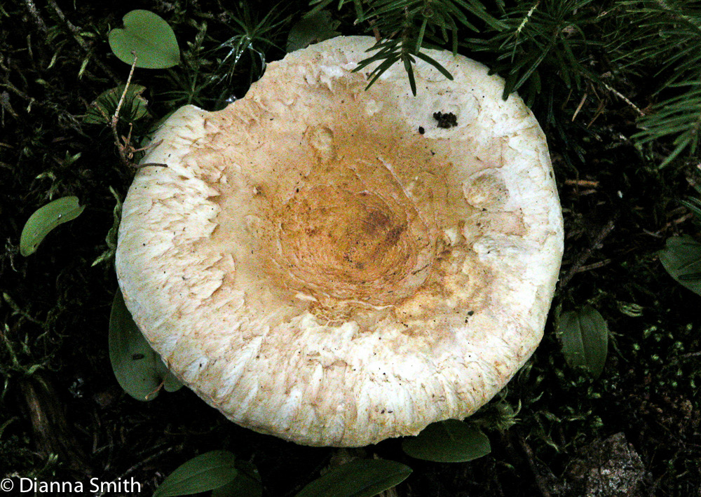 Lactarius deceptivus0701