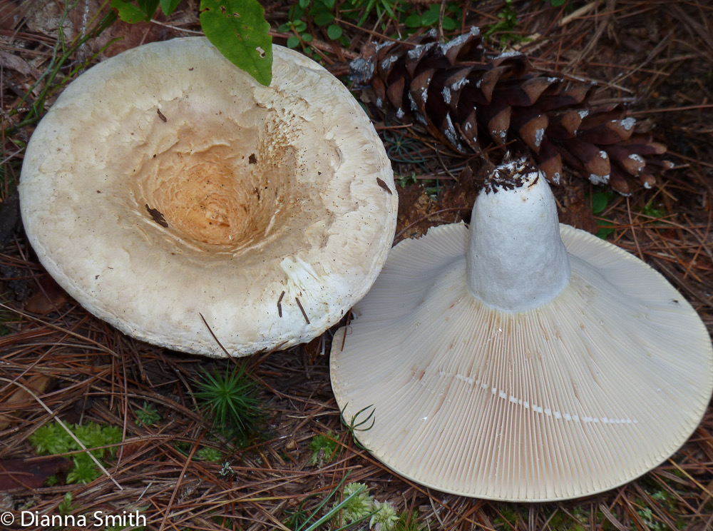 Lactarius deceptivus1020394