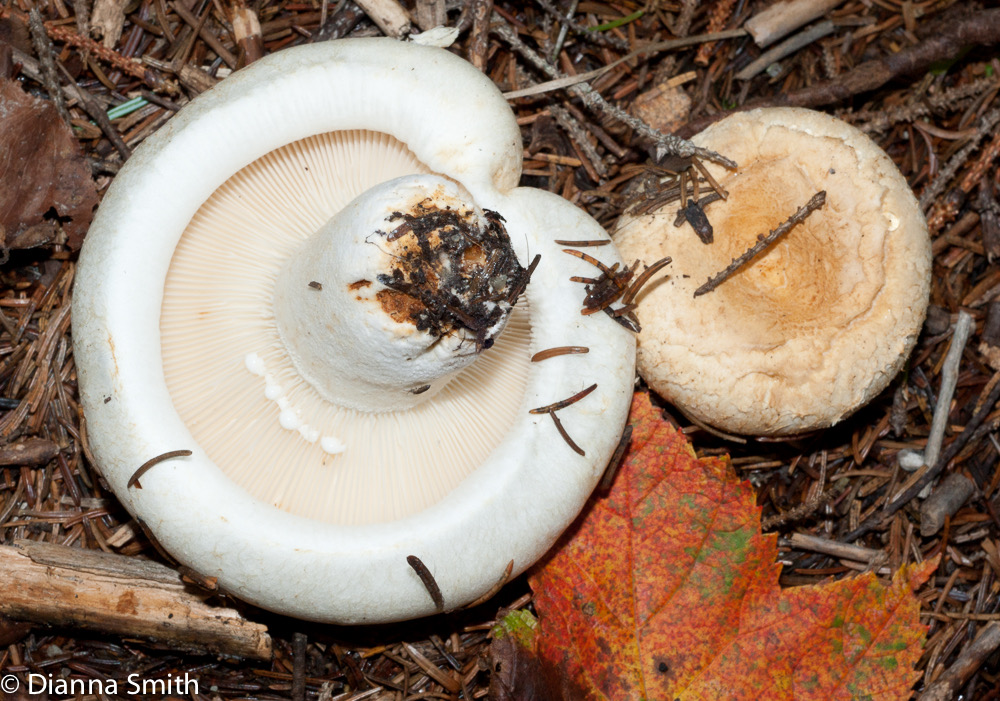 Lactarius decptivus01845