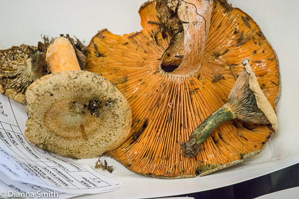 Lactarius deterrimus 01642
