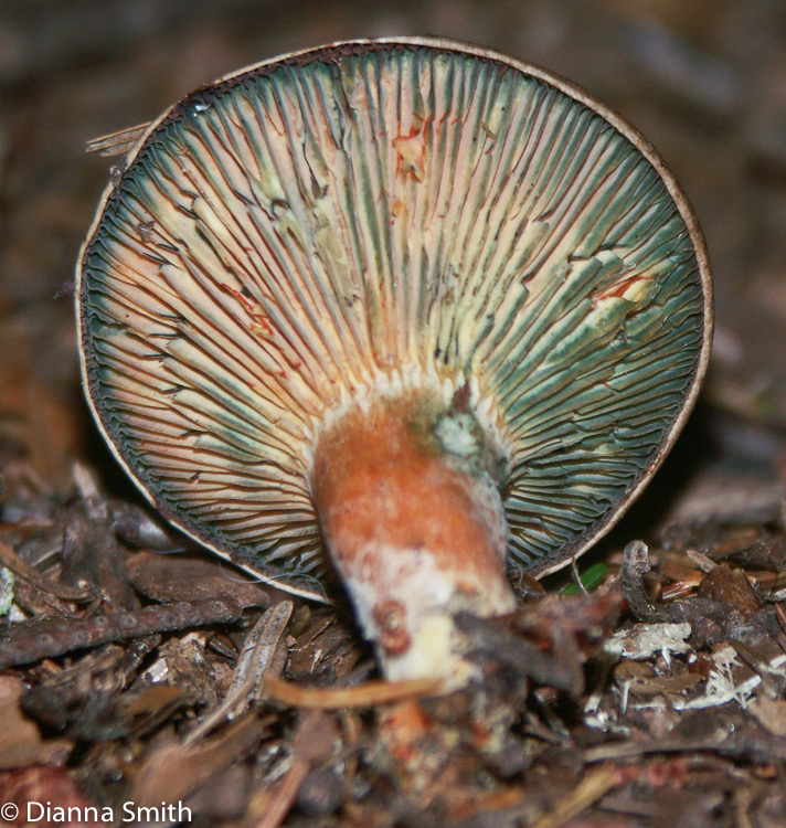 Lactarius deterrimus0172