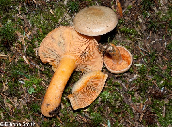 Lactarius deterrimus?02643