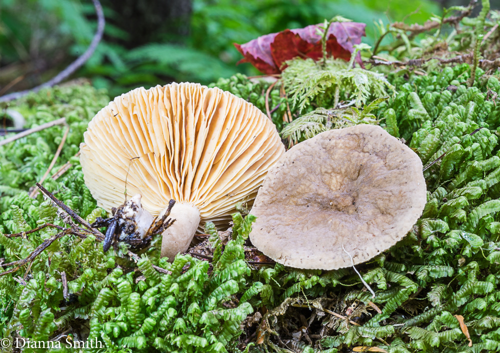 Lactarius fuliginosus 01594-2