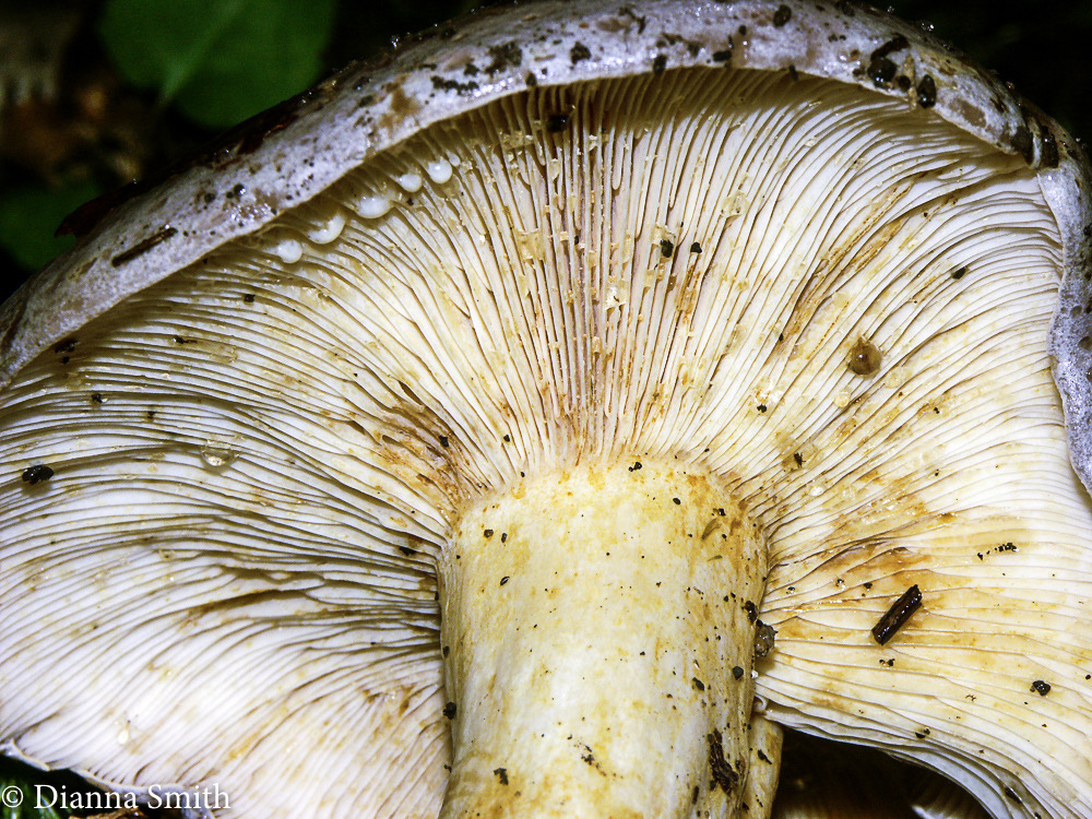 Lactarius fumeacolor 2033
