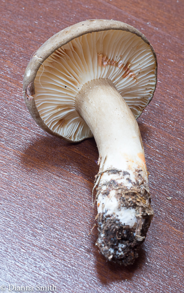 Lactarius fumosus  01279-2