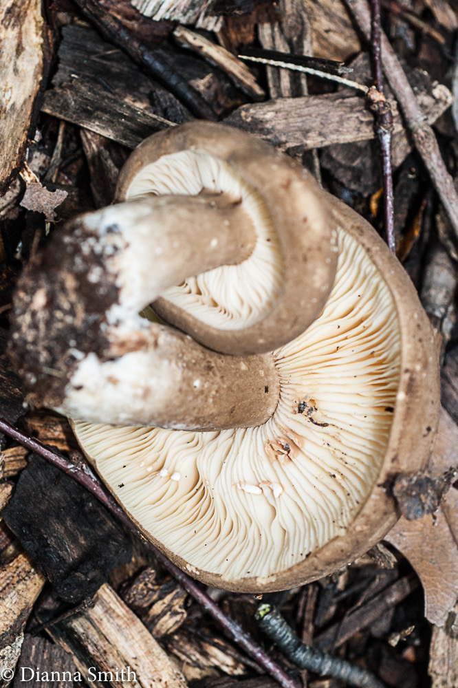Lactarius fumosus 05130