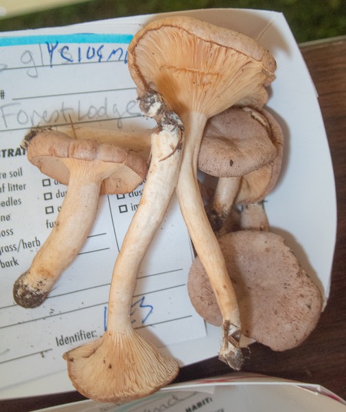 Lactarius glysiosmus 9090970
