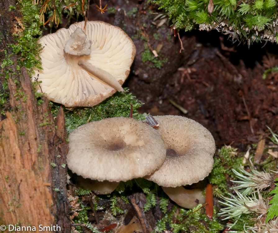 Lactarius griseus1010307