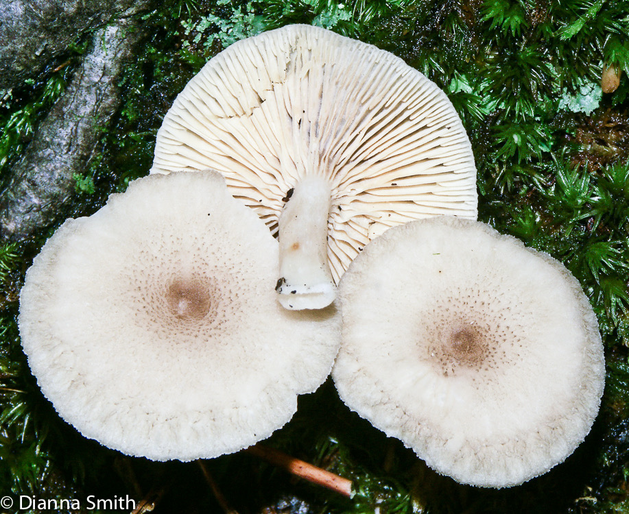 Lactarius griseus2057