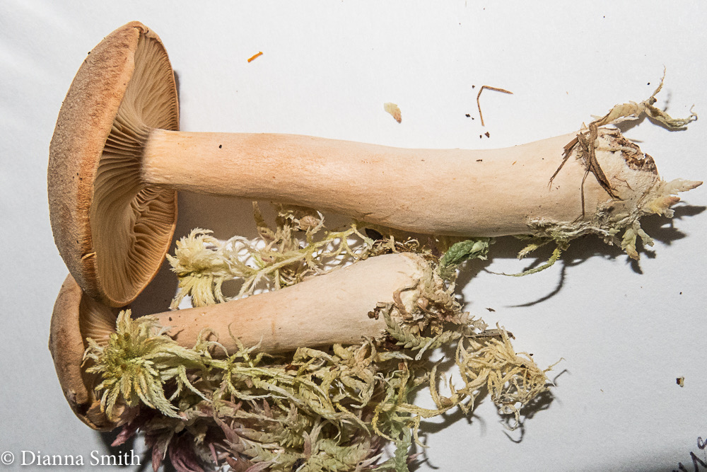 Lactarius helvus 1643