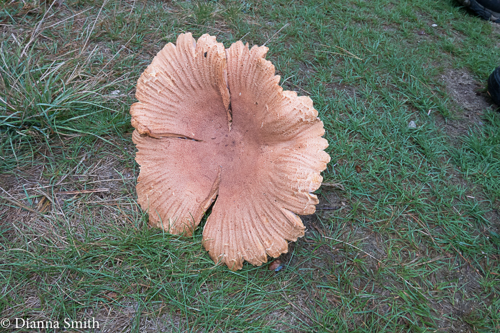 Lactarius helvus, gigantic, maple syrup odor 1662
