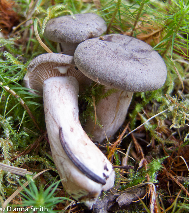 Lactarius hibbardae 4847