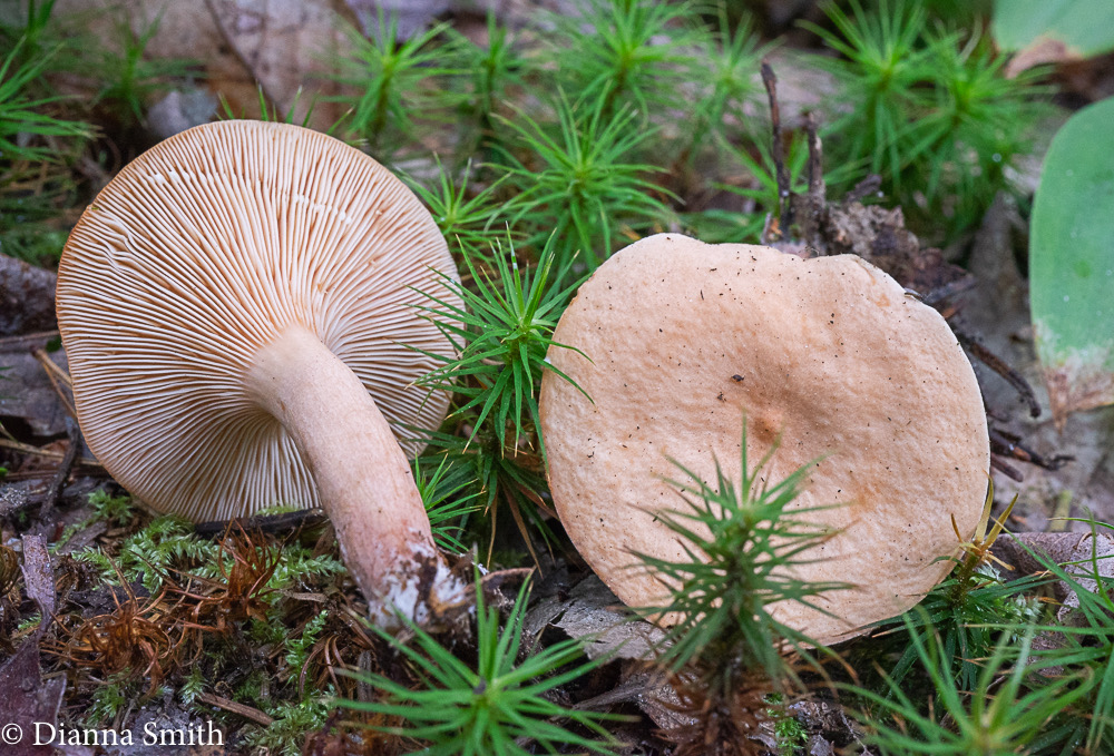 Lactarius imperceptus 05890