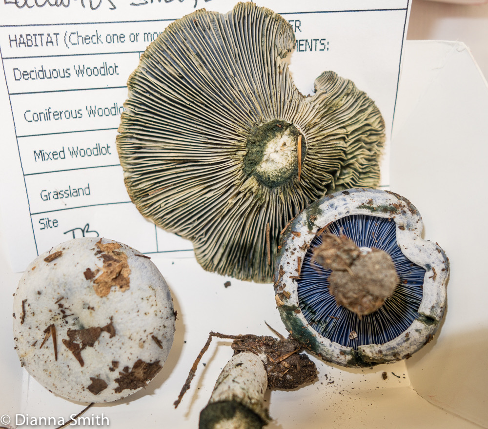 Lactarius indigo1913