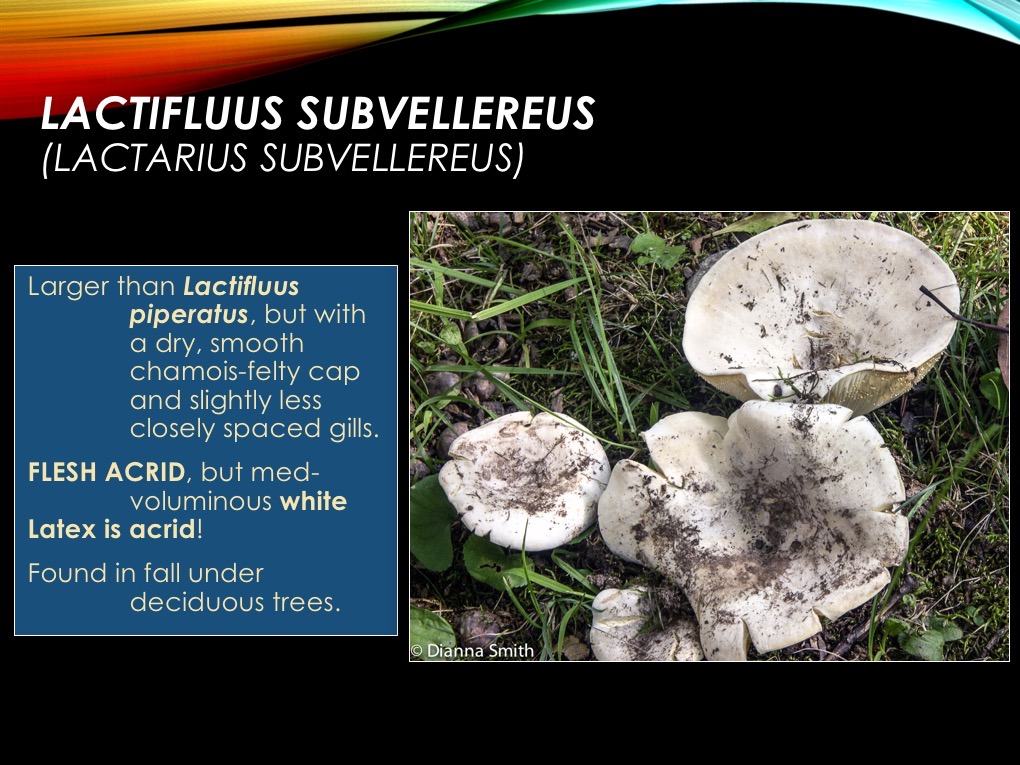 LACTARIUS-LACTIFLUUS*