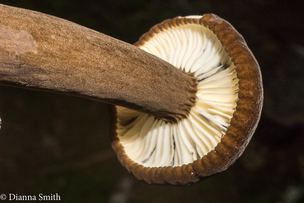 Lactarius lignyotus var. nigroviolescens 07301