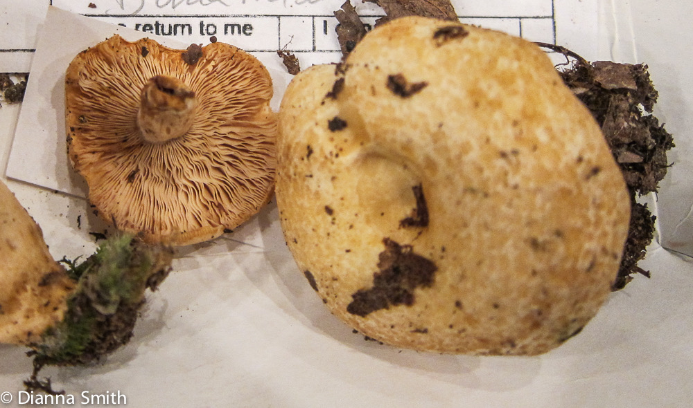 Lactarius maculatipes 2170