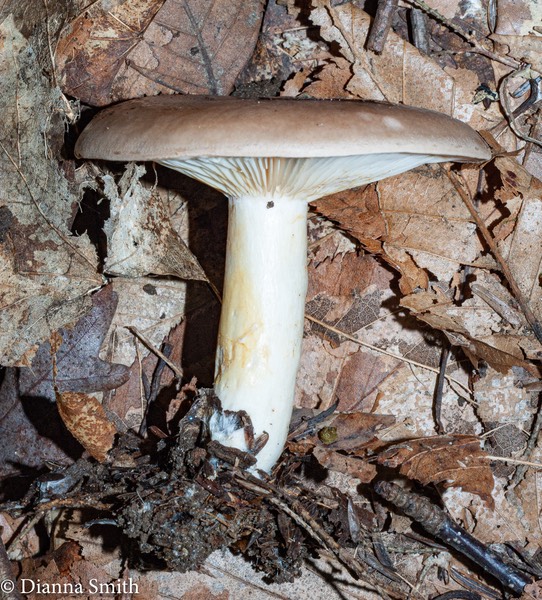 Lactarius mucidus var. fuscogriseus  pinkish cream gills 02900