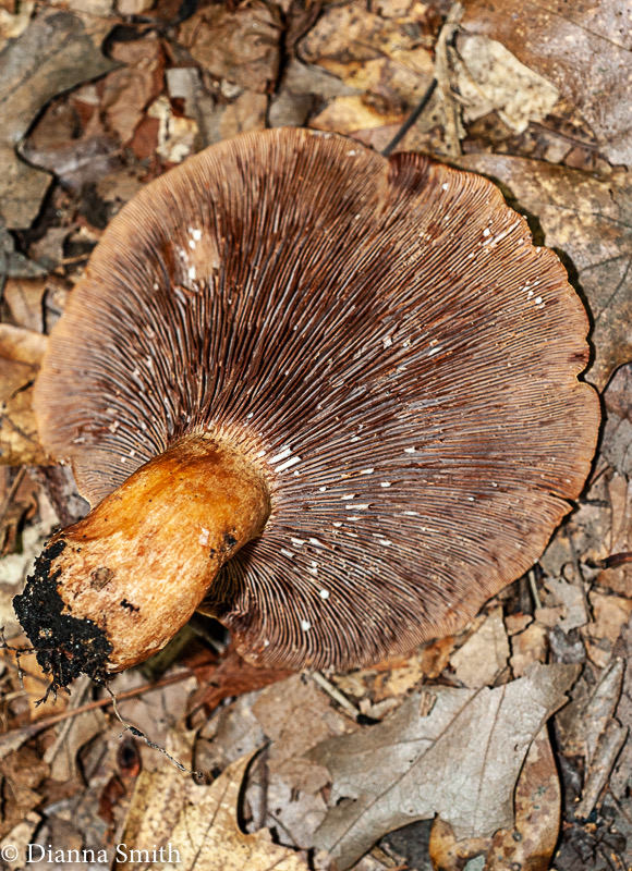 Lactarius peckii01087