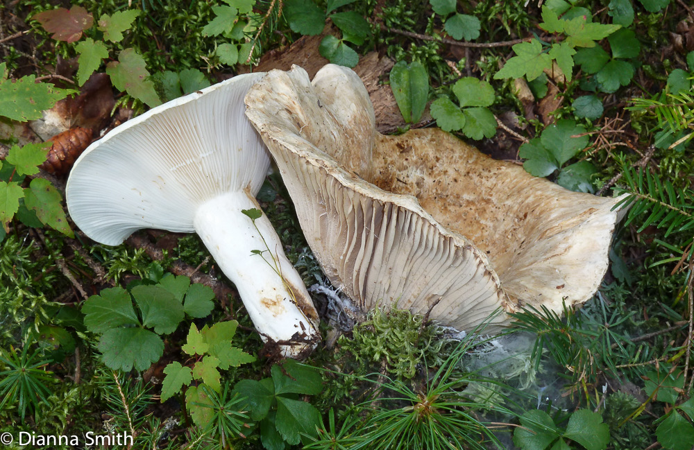 Lactarius piperatus &  deceptivus1020343