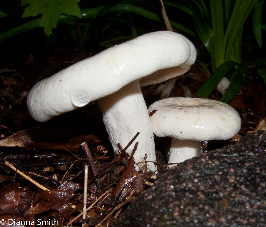 Lactarius piperatus3090