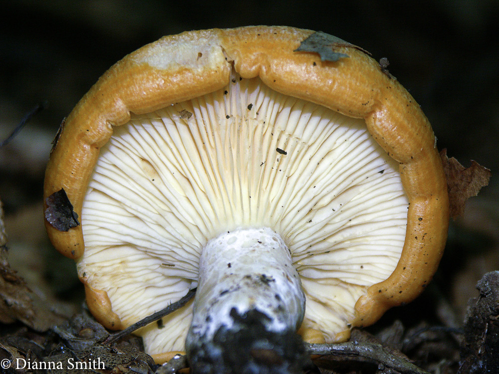 Lactarius psammicola f. glaber 2259