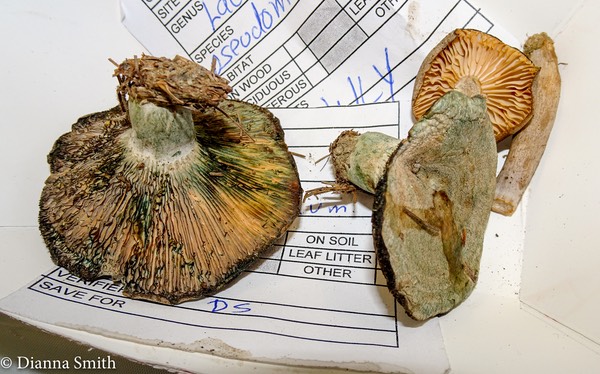 Lactarius pseudomaculatus 03089