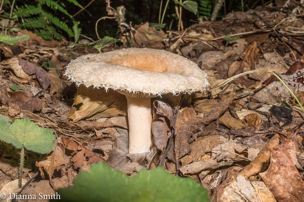 Lactarius pubescens var. betulae_