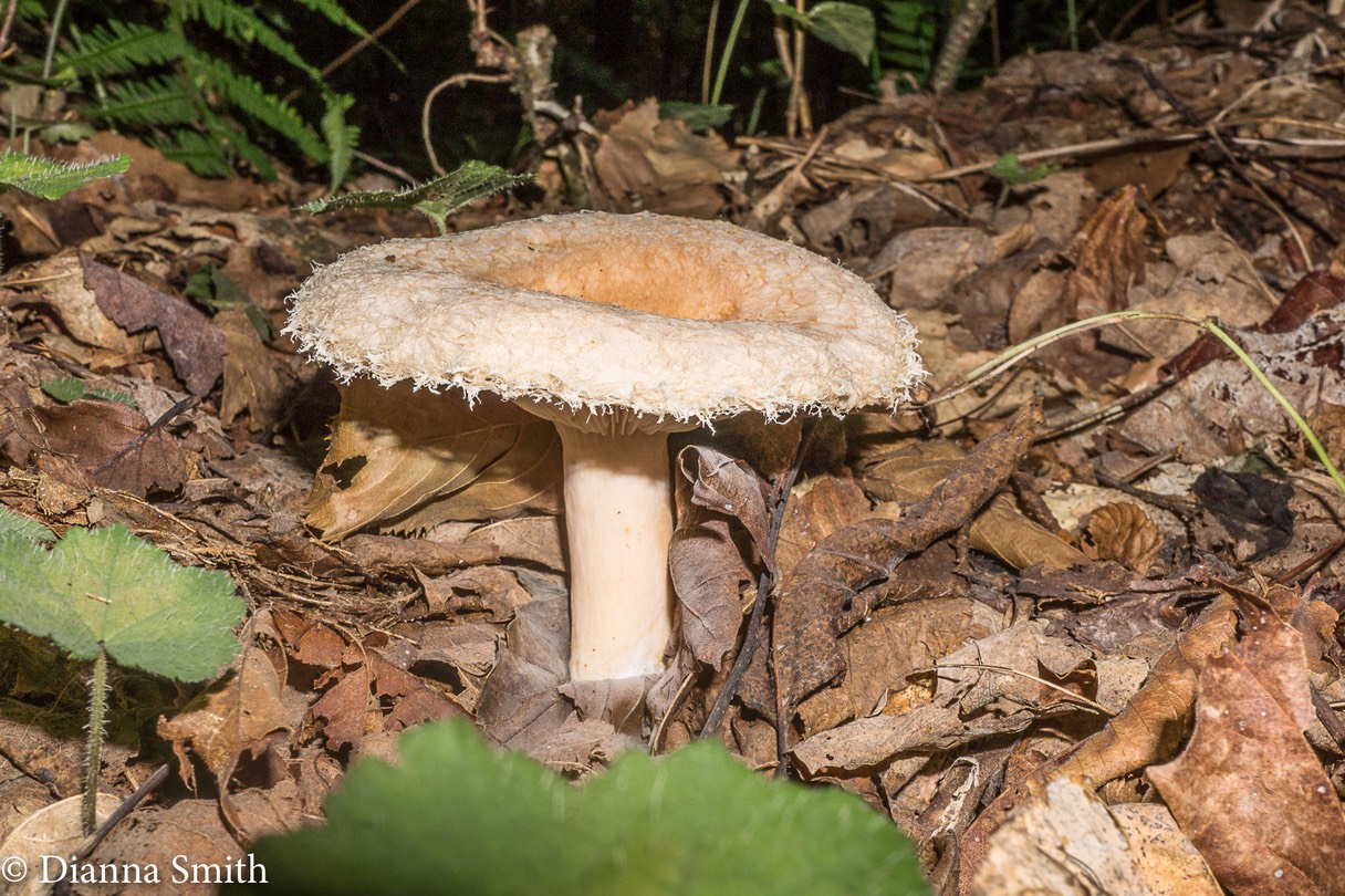 Lactarius pubescens var. betulae_