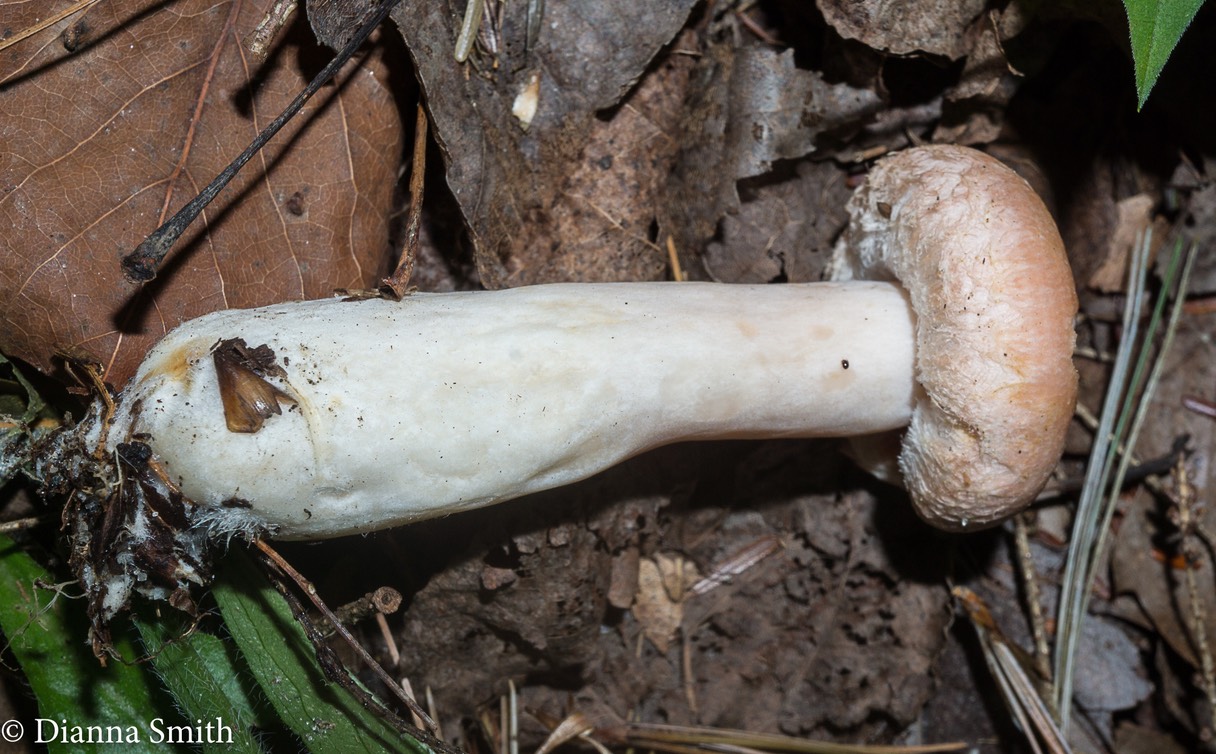 Lactarius pubescens var. betulae 07237