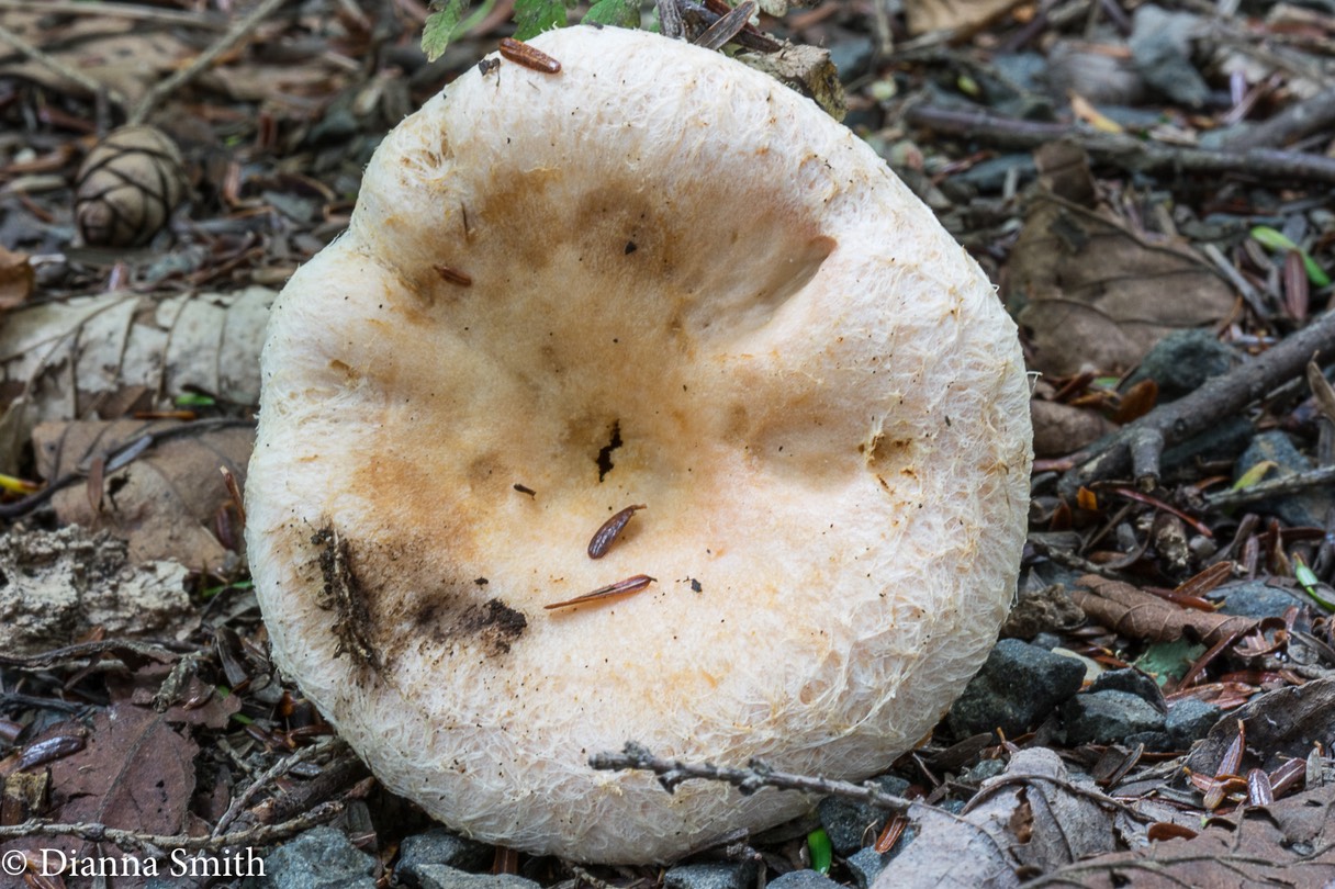 Lactarius pubescens var. pubescens02389