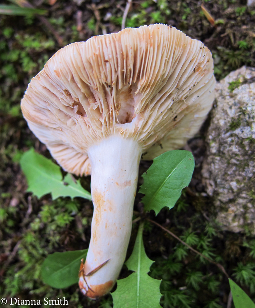 Lactarius subvernalis var. cokeri  1407
